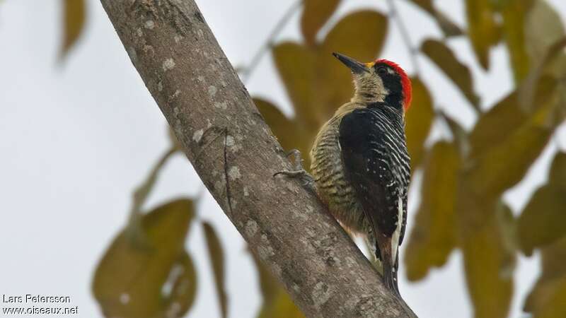 Black-cheeked Woodpecker male adult, habitat, pigmentation