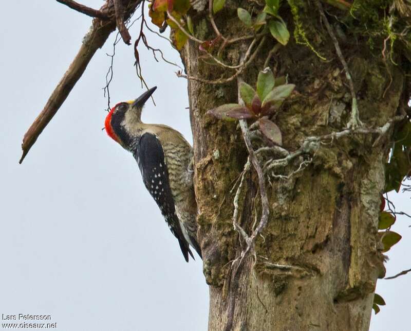 Black-cheeked Woodpecker male, habitat