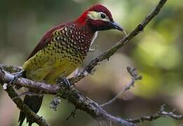 Crimson-mantled Woodpecker