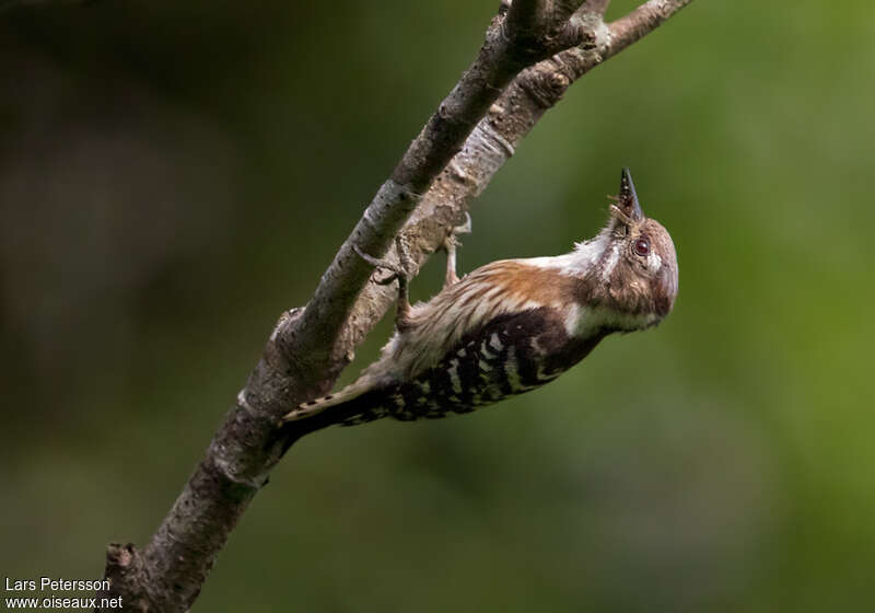 Japanese Pygmy Woodpecker female adult