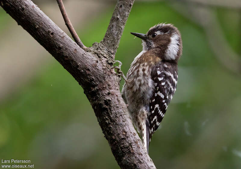 Japanese Pygmy Woodpeckeradult, identification