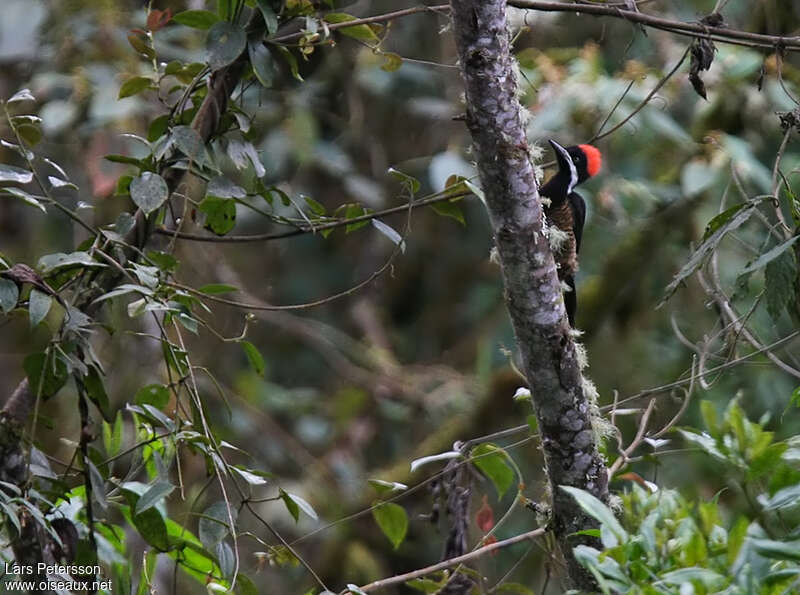 Powerful Woodpecker male adult, habitat, pigmentation