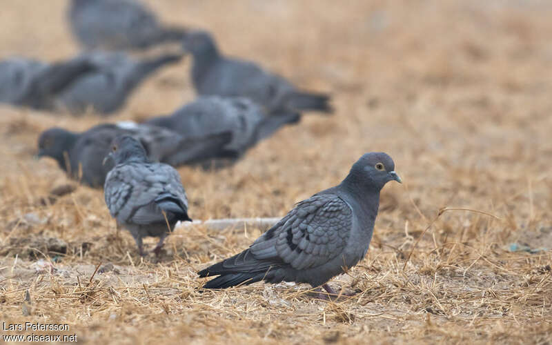 Pigeon d'Eversmannadulte, identification