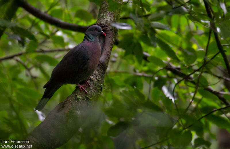 Pigeon de Bolleadulte, habitat, pigmentation