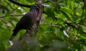 Bolle's Pigeon