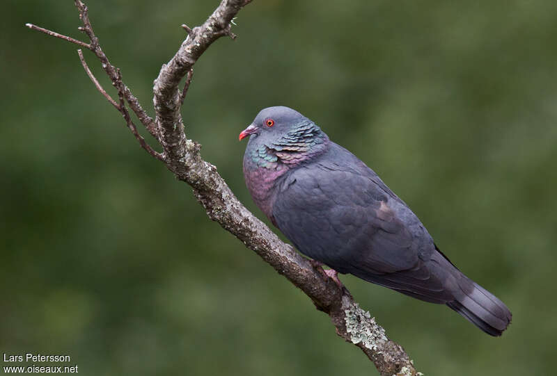 Bolle's Pigeonadult, aspect, song