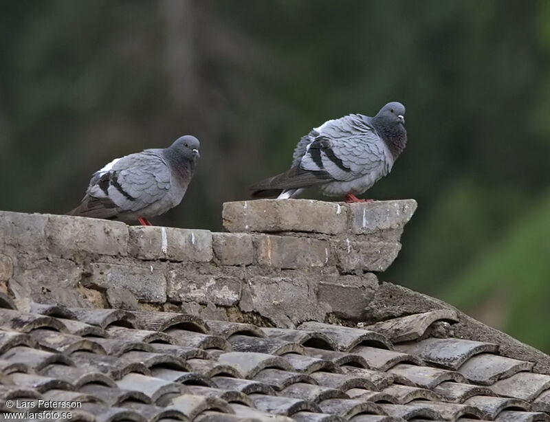 Pigeon des rochers