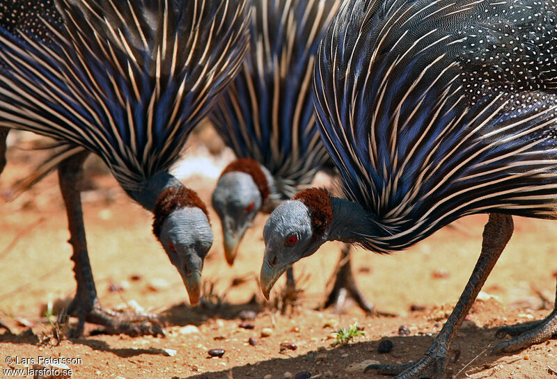 Pintade vulturine