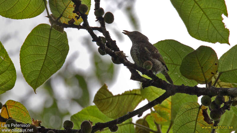 Thick-billed Berrypecker, identification