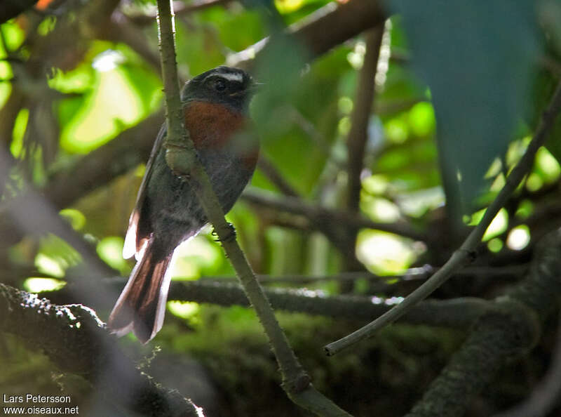 Maroon-belted Chat-Tyrantadult