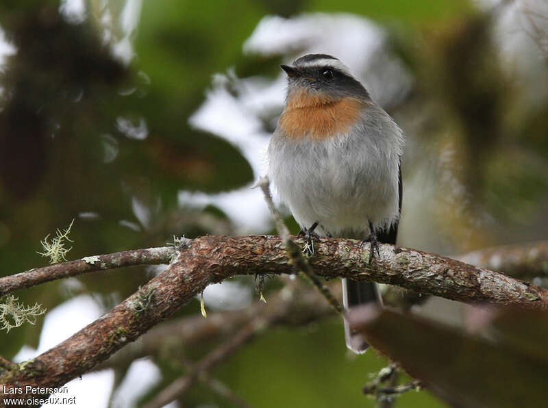 Rufous-breasted Chat-Tyrant, close-up portrait, pigmentation