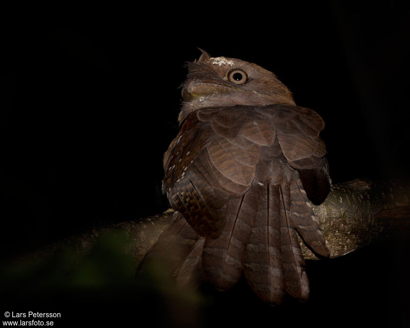 Solomons Frogmouth
