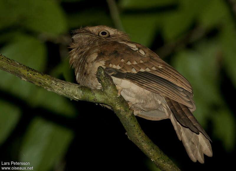 Gould's Frogmouth, identification