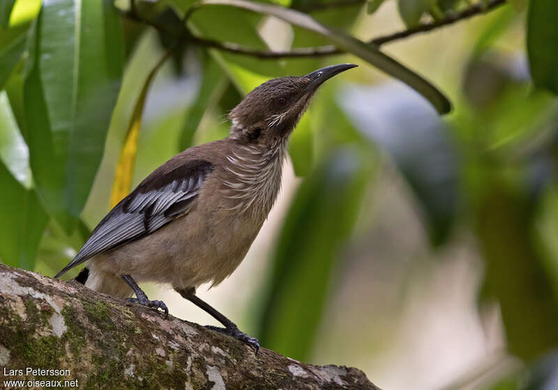 New Caledonian Friarbirdadult, habitat