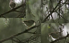 Gansu Leaf Warbler