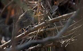 Rufous-vented Grass Babbler