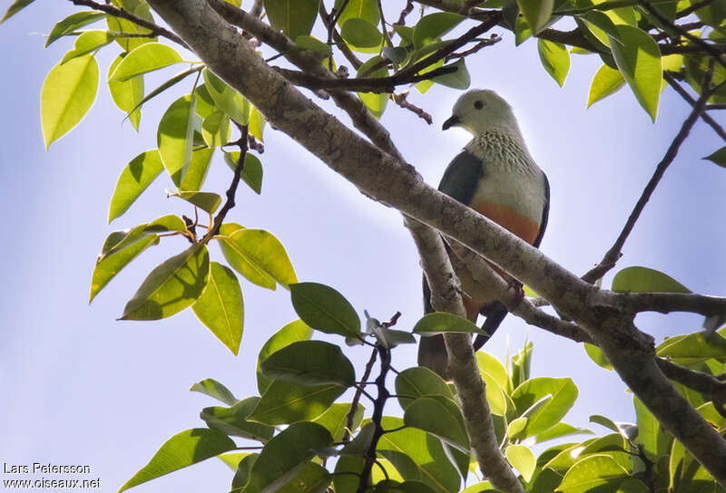 Silver-capped Fruit Doveadult