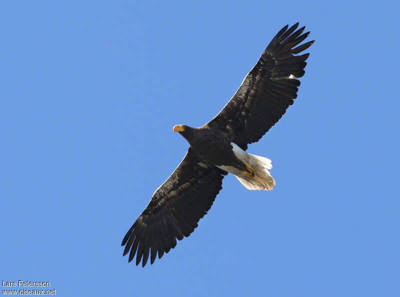 Steller's Sea Eaglesubadult, Flight