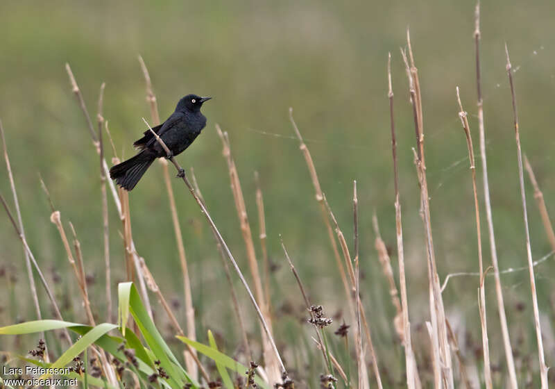 Rusty Blackbird male adult breeding, habitat, pigmentation
