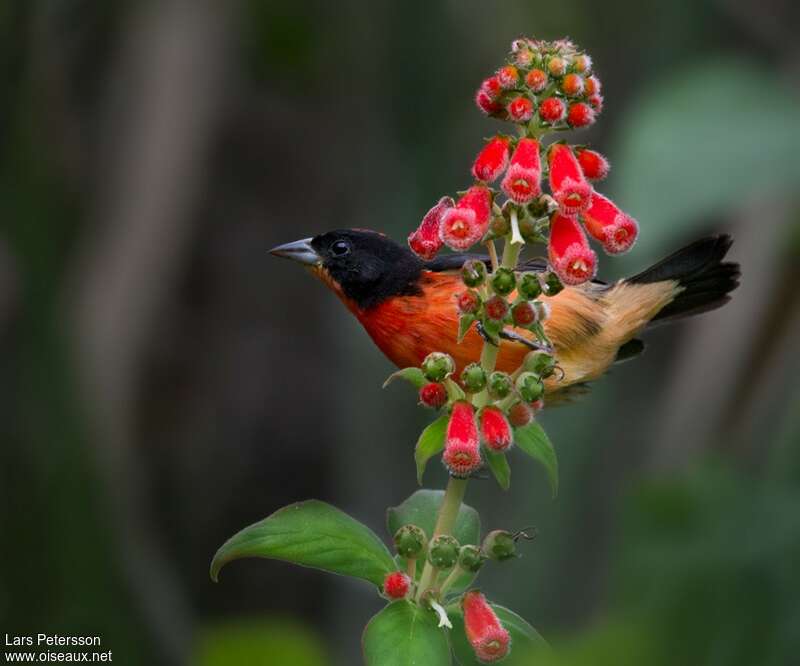 Crimson-breasted Finch male adult, habitat, pigmentation