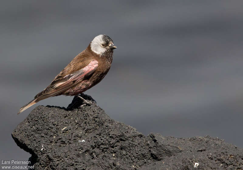 Grey-crowned Rosy Finchadult, identification