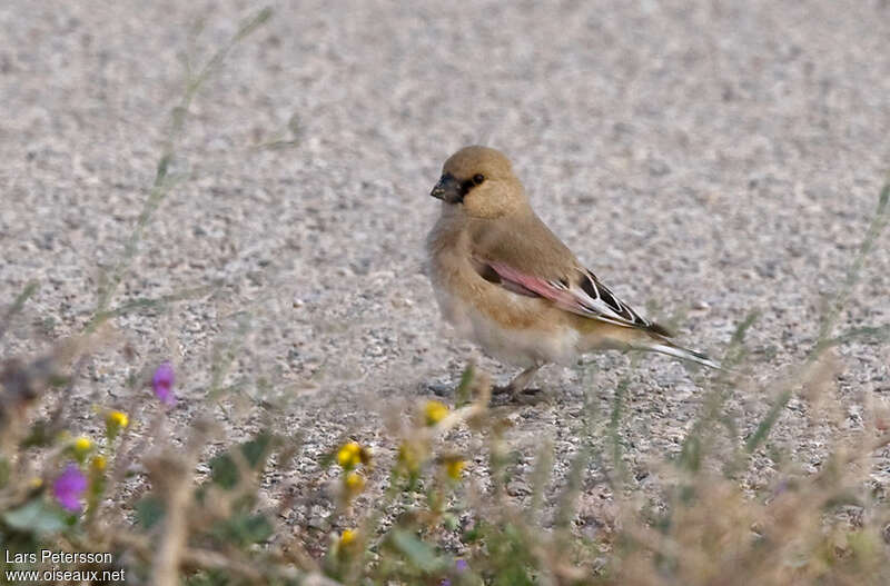 Desert Finch male adult, Behaviour