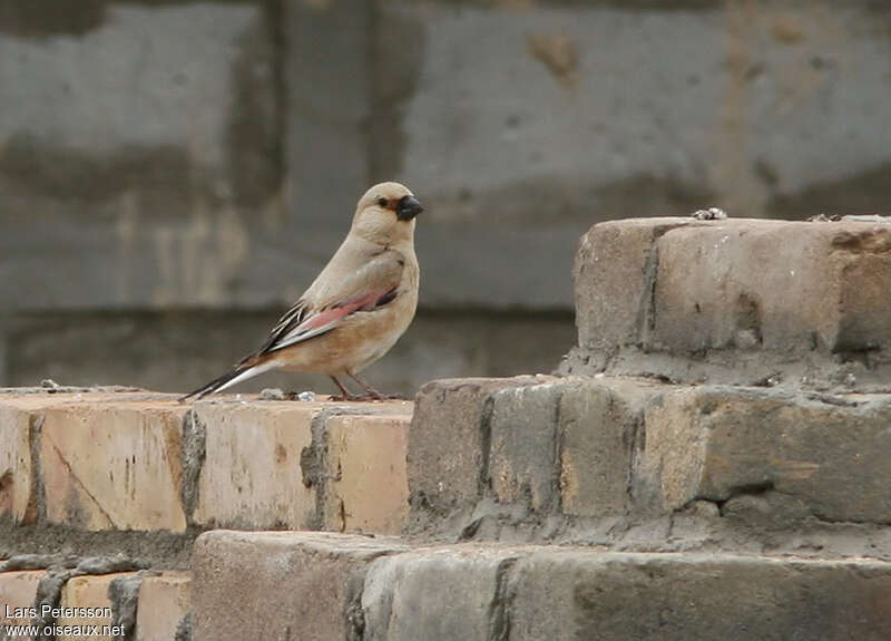 Desert Finch male adult, identification