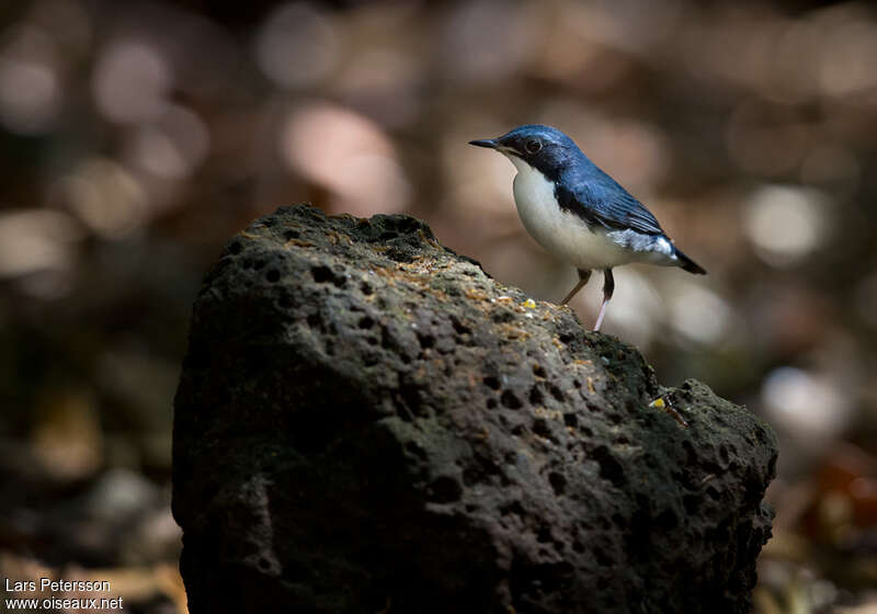 Rossignol bleu mâle adulte, habitat, pigmentation