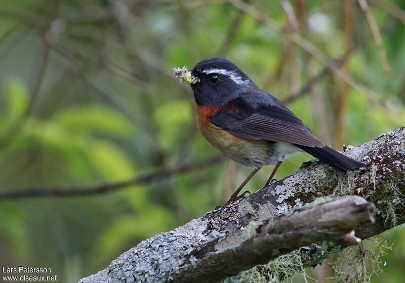 Collared Bush Robin male adult breeding, identification