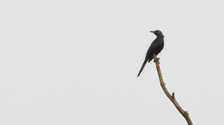 Chestnut-winged Starling