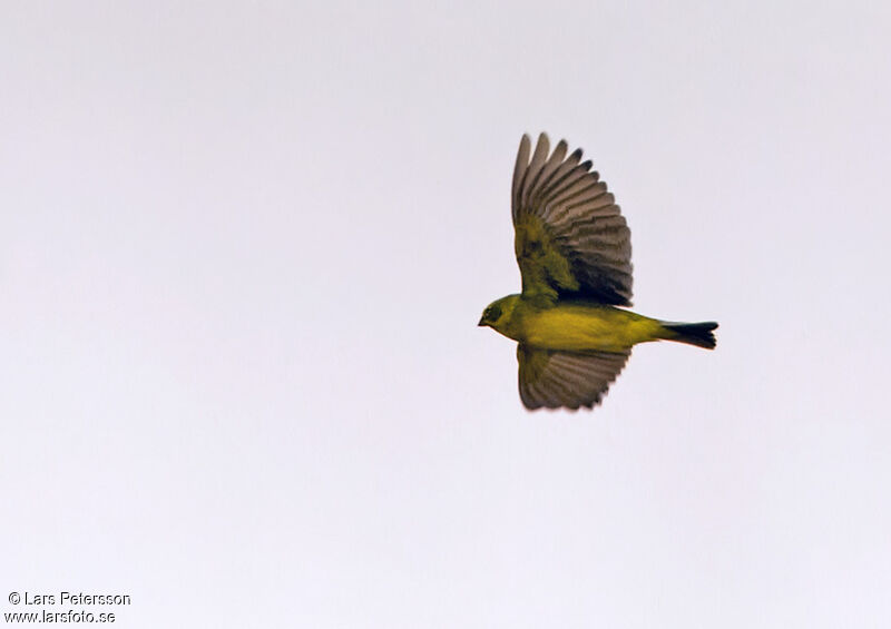 Bright-rumped Yellow Finch
