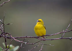 Stripe-tailed Yellow Finch