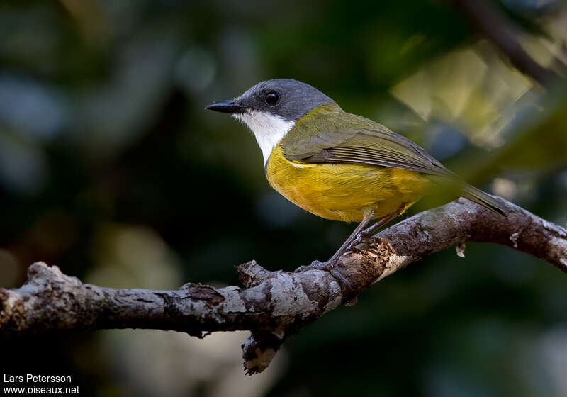 New Caledonian Whistler male adult, identification