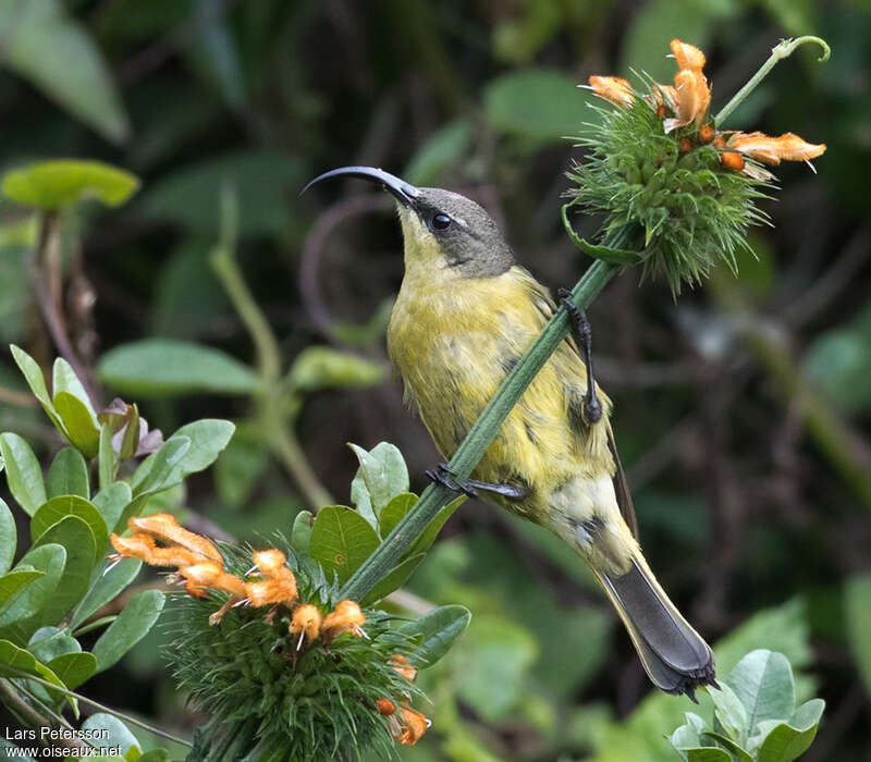Golden-winged Sunbird female adult, eats