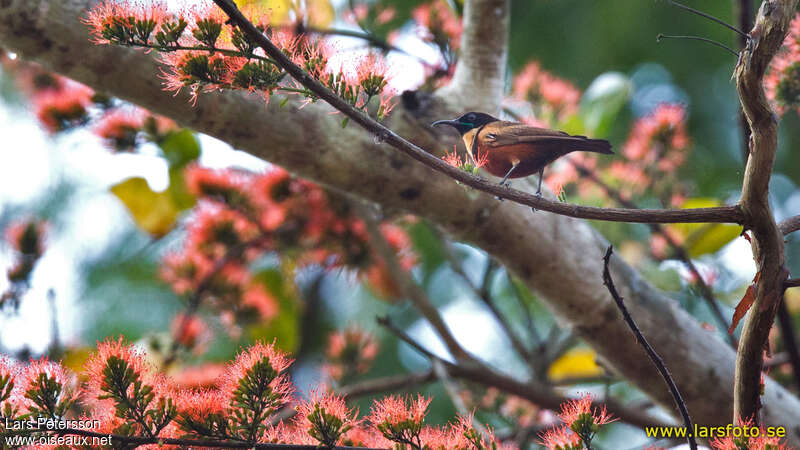 Buff-throated Sunbird male adult, habitat, pigmentation, Behaviour