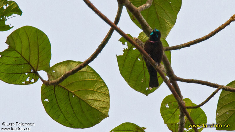 Green-throated Sunbird