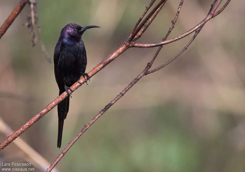 Bocage's Sunbird male adult breeding
