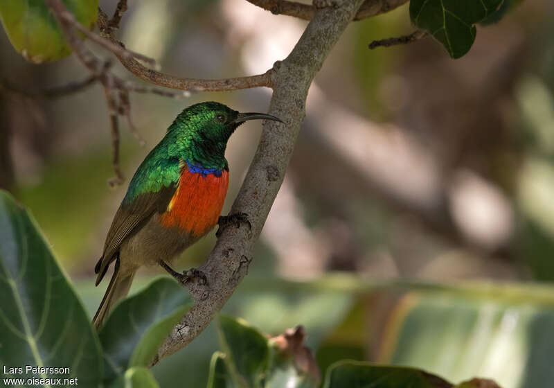 Ludwig's Double-collared Sunbird male adult, identification