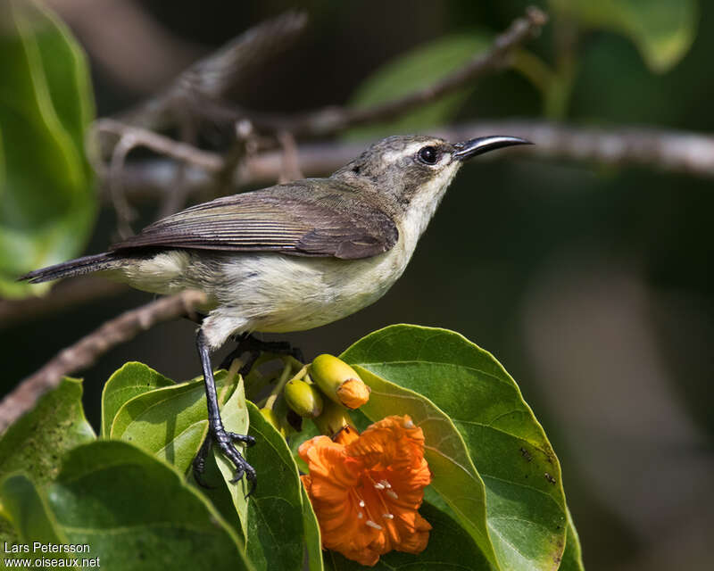 Pemba Sunbird female adult, identification