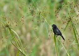 Black-billed Seed Finch