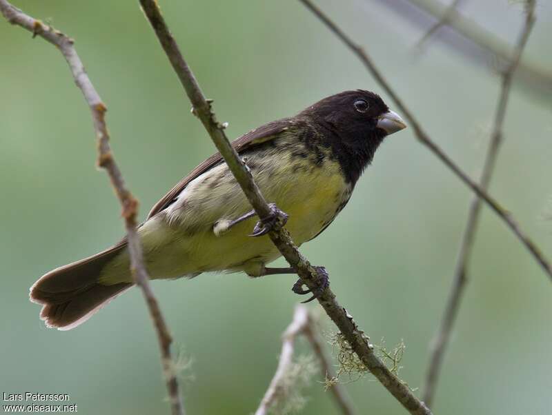 Yellow-bellied Seedeater male adult, pigmentation