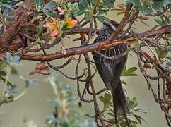 Andean Tit-Spinetail