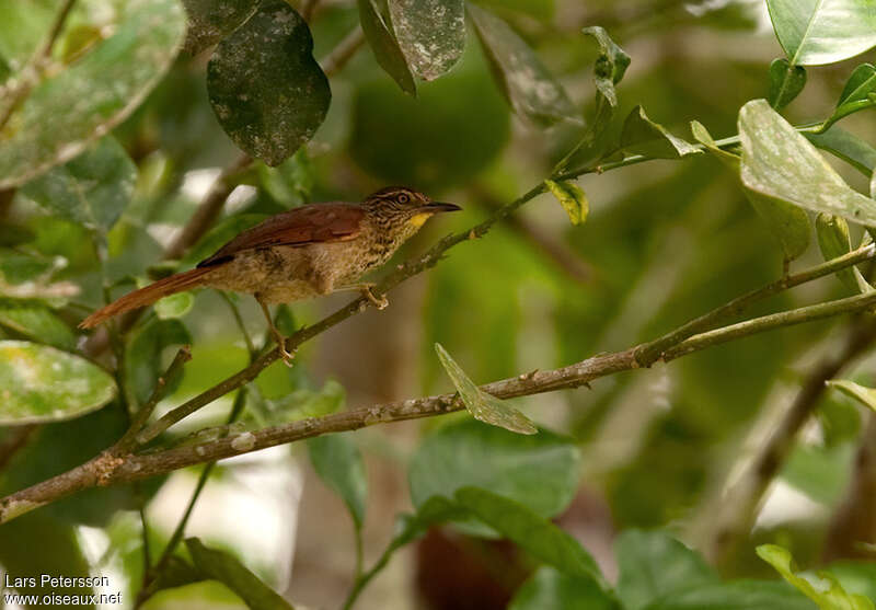 Speckled Spinetail, identification