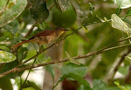 Speckled Spinetail