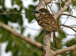 Two-banded Puffbird