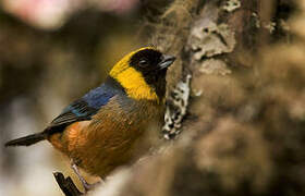 Golden-collared Tanager