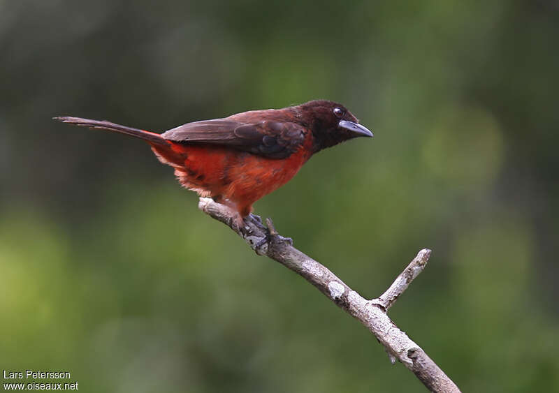 Crimson-backed Tanager female adult, identification