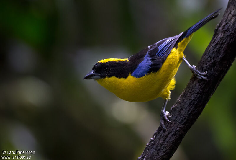 Blue-winged Mountain Tanager