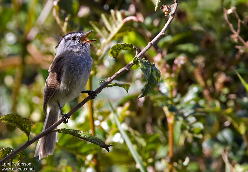 Unstreaked Tit-Tyrantadult, mating., song