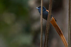 Rufous-vented Paradise Flycatcher